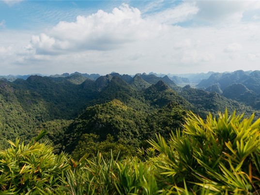 Tiêu chuẩn quốc gia cho tín chỉ carbon rừng: Giải pháp giảm chi phí cho thị trường Việt Nam?